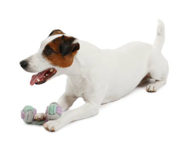 Beyaz arka planda oyuncakla oynayan sevimli bir köpek. Sevimli hayvan