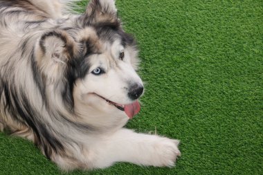Yapay çimlerin üzerinde güzel Alaska malamute köpeği. Metin için boşluk