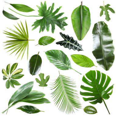 Birçok farklı tropikal yaprak beyaz üzerine izole, set