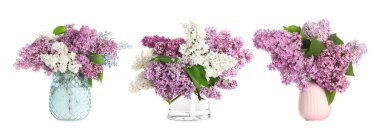 Beyaz arka planda vazolarda leylak çiçekleri olan güzel buketler.