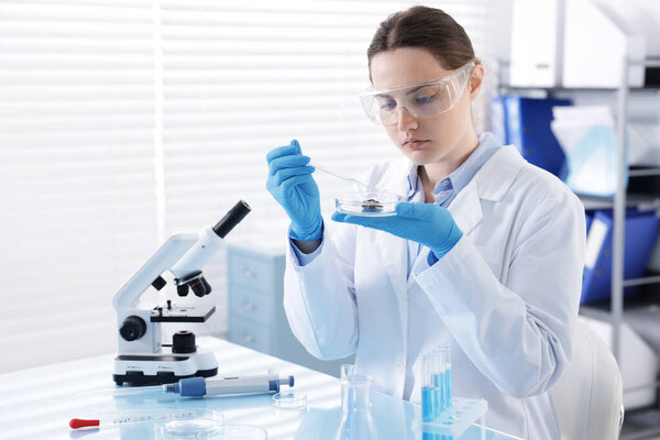 Scientist working with sample in Petri dish at table in laboratory