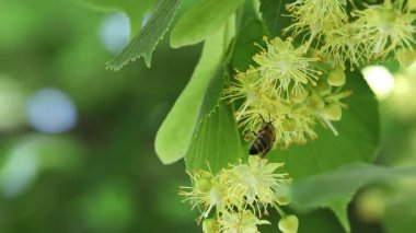 Yeşil yaprakları ve çiçekleri olan ıhlamur ağacının dalındaki arı, yakın plan.