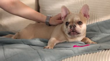 Bir kadın, sevimli Fransız bulldog köpeğini evin içinde, kapalı bir yerde okşuyor.