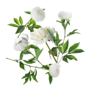 Beyaz arka planda havada güzel şakayıklar