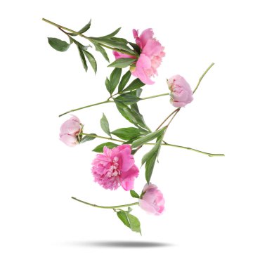 Beyaz arka plana düşen güzel pembe şakayıklar