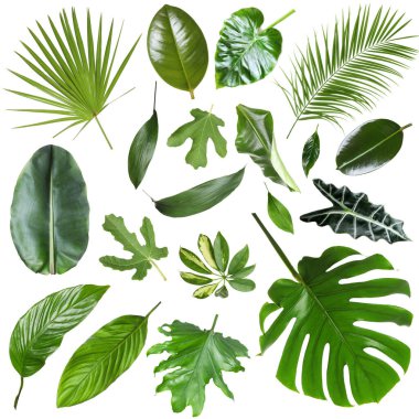 Birçok farklı tropikal yaprak beyaz üzerine izole, set