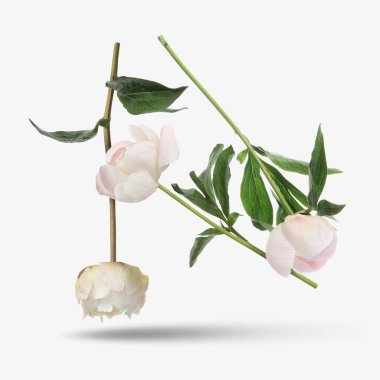 Beyaz arka planda havada güzel şakayıklar