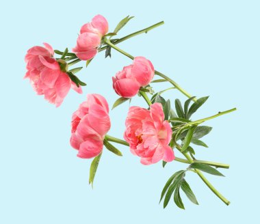 Açık mavi arka planda havada güzel şakayıklar