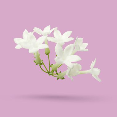 Güzel yasemin çiçekleri pembe arka plana düşüyor