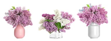 Beyaz arka planda vazolarda leylak çiçekleri olan güzel buketler.