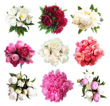 Beyaz arka planda güzel şakayık çiçekleri, kolaj. Üst görünüm