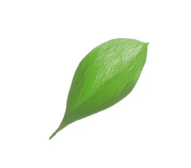 One fresh green Ruscus leaf isolated on white