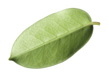 Bir yeşil yasemin yaprağı beyaza izole edilmiş.