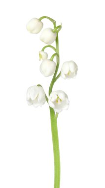 Vadinin güzel kokulu çiçekleri beyazlar üzerinde izole edilmiş.