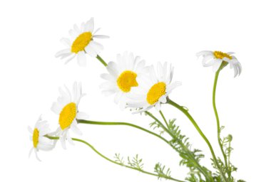 Bir sürü güzel papatya çiçeği beyaz üzerine izole edilmiş.