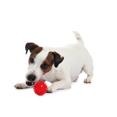 Beyaz arka planda oyuncakla oynayan sevimli bir köpek. Sevimli hayvan