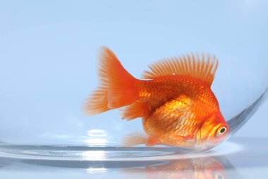 Akvaryumda yüzen altın balıklar açık gri arka planda temiz suyla yakın plan