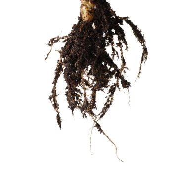 Kökleri beyaza ayrılmış bir bitki.