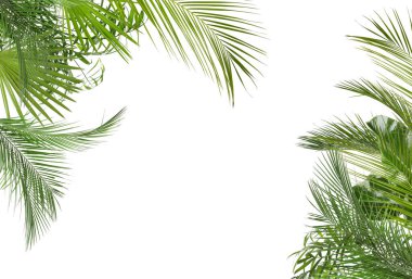 Beyaz arka planda taze yeşil tropikal yapraklar