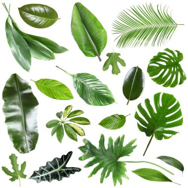 Birçok farklı tropikal yaprak beyaz üzerine izole, set