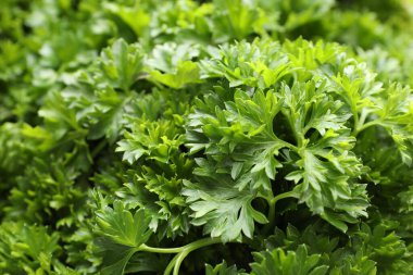 Arka plan olarak taze kıvırcık maydanoz, yakın plan görünümü