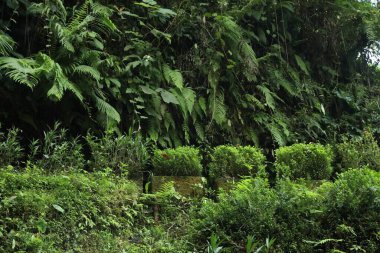 Tropikal ormanda farklı yeşil bitkiler