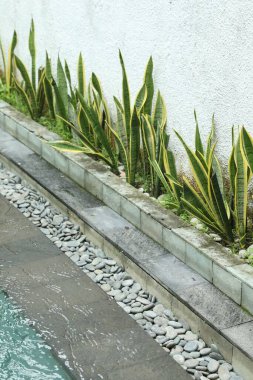 Sansevieria bitkileri açık havuz kenarında yetişiyor.