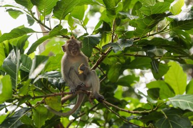 Ormandaki ağaç dalında yiyeceği olan şirin bir maymun.