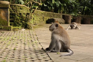 Parktaki kaldırımda sevimli maymunlar, seçici bir odak noktası.