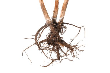 Kökleri beyaza ayrılmış bir bitki.