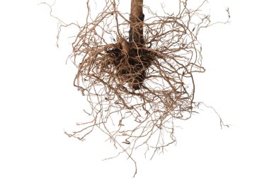 Kökleri beyaza ayrılmış bir bitki.