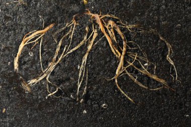 Toprakta kökü olan bitki, üst görünüm
