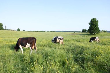 Yeşil çayırlarda otlayan güzel inekler. Çiftlik hayvanı