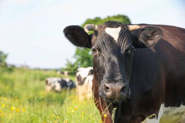 Yeşil çayırlarda otlayan güzel inekler, yazı için yer. Çiftlik hayvanı