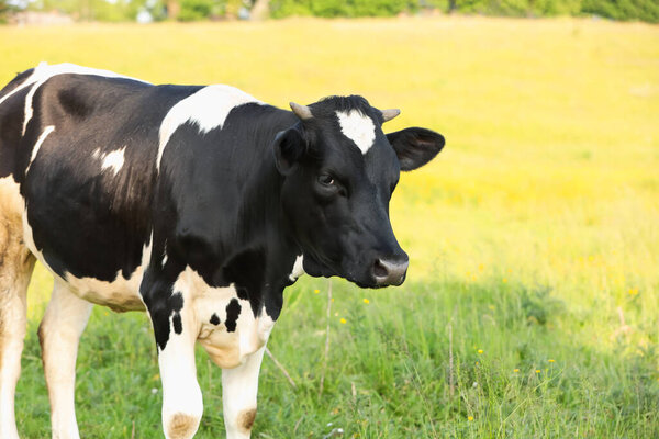 Beautiful cow grazing on green meadow, space for text. Farm animal