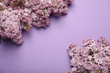 Renkli arka planda güzel leylak çiçekleri, düz yatış. Metin için boşluk