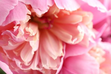 Arka plan olarak güzel şakayık çiçeği, makro görünüm