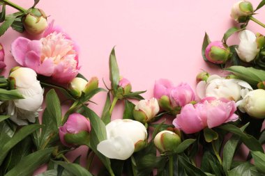 Pembe arka planda güzel şakayık çiçekleri.