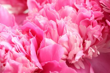 Arka plan olarak güzel şakayık demeti, yakın plan.