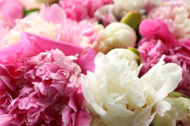 Arka plan olarak güzel şakayık demeti, yakın plan.