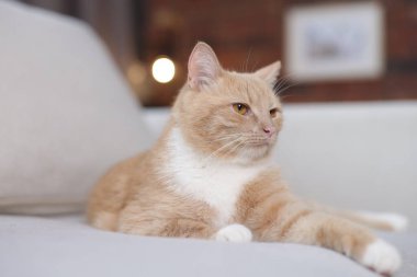 Evdeki kanepede oturan sevimli kızıl kedi.