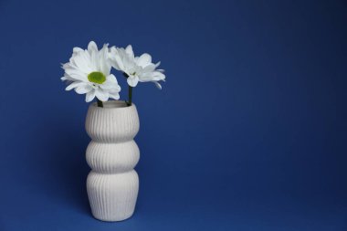 Mavi arka planda vazoda güzel beyaz kasımpatı çiçekleri, metin için boşluk