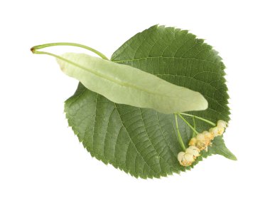 Güzel çiçekli ve beyaz yapraklı ıhlamur dalı