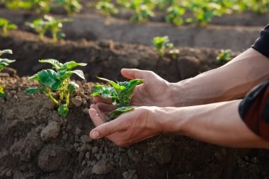 Dışarıdaki toprağa patates filizleri eken adam, yakın plan.