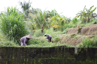 Bali, Endonezya - 7 Haziran 2025: Açık havada çalışan şapkalı insanlar