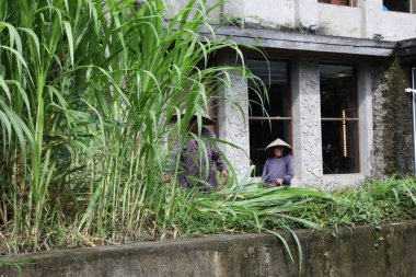 Bali, Endonezya - 7 Haziran 2025: Açık hava yakınlarında çim biçen şapkalı insanlar