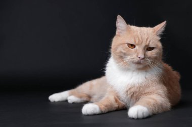 Siyah arka planda sevimli kızıl kedi. Sevimli hayvan.