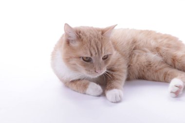 Beyaz arka planda dinlenen sevimli kızıl kedi.