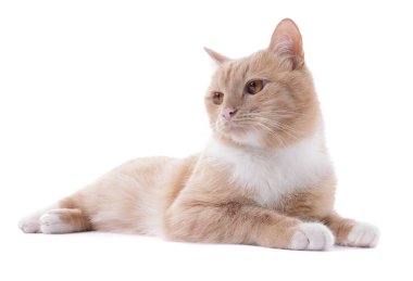 Beyaz arka planda sevimli kızıl kedi. Sevimli hayvan.