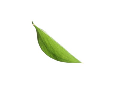 One fresh green Ruscus leaf isolated on white